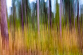 The Forest van Hans Dehing