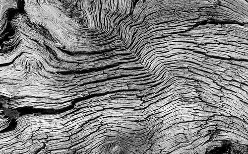 Strukturen im Baumstamm