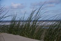Ammophile sur une dune de plage néerlandaise