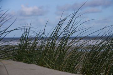 Ammophile sur une dune de plage néerlandaise sur Peter van Weel