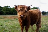 Schottische Highlander-Kuh von Rick Van der bijl Miniaturansicht