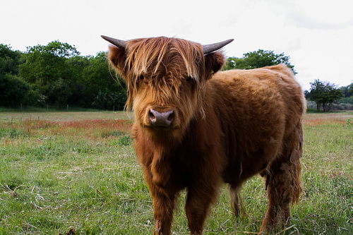 schotse hooglander koe