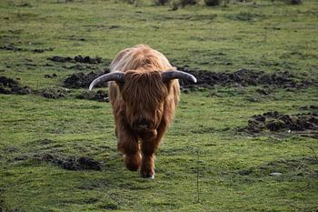 Schottischer Highlander auf der VeluweZoom