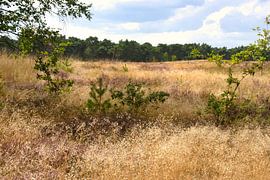 Die Niederlande werden violett von Jolanda de Jong-Jansen