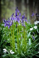 Wood hyacinths in the rain