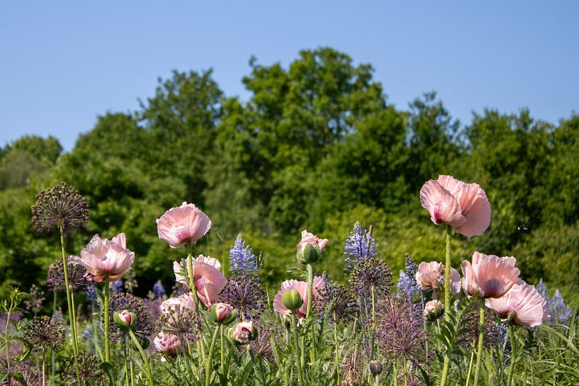 Summer Velvet in Bloom by Artist Impression of Nature