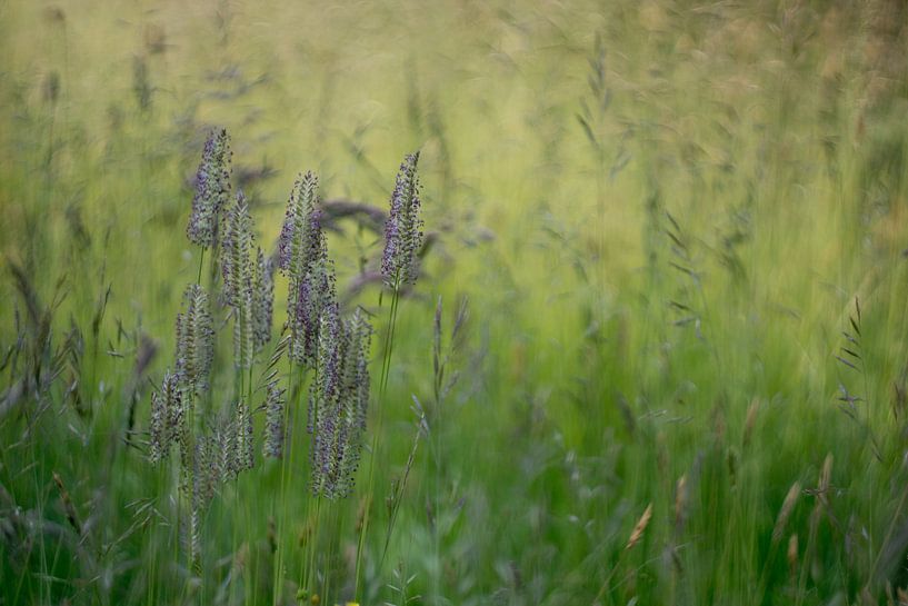 Grass by Wolbert Erich