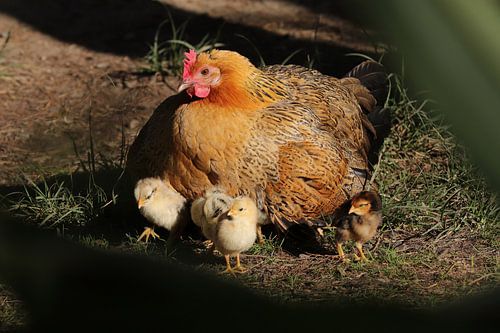 Chicks leave their mother's protection