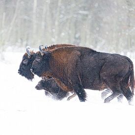 Europäisches Bisonkalb im Schnee von Jeffrey Hol
