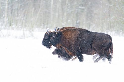 Europäisches Bisonkalb im Schnee