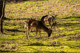 Grazing Deer in the Sun by Brian Morgan