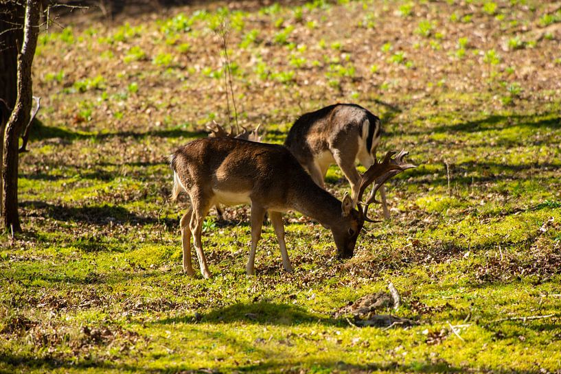 Grazing Deer in the Sun by Brian Morgan