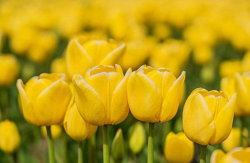 A sea of yellow on the tulip field