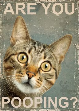 Funny Cat Are You Pooping