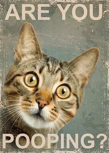 Lustige Katze Sind Sie Pooping