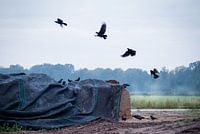 Kraaien in de Mist