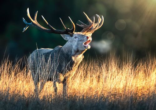 The king of red deer.