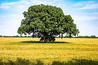 Large tree in grain field by Werner Lerooy thumbnail
