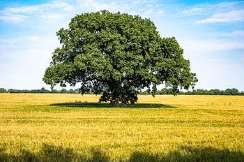 Grand arbre dans un champ de céréales