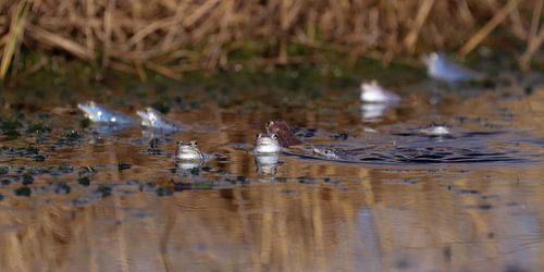 Grenouilles bleues, actes de printemps