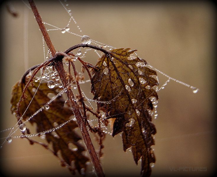 Natuur by Vl-pictures Vera-linde