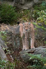 Lynx / Lynx d'Eurasie (Lynx lynx) dans son environnement naturel, contact visuel captivant, Europe.
