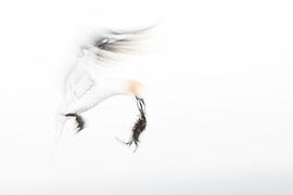 gannet with nesting material by Anna Pors