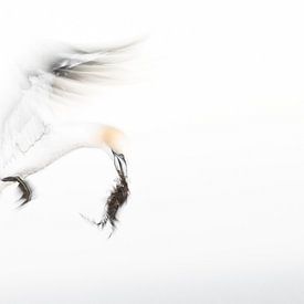 gannet with nesting material by Anna Pors