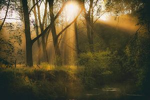 Herfst in het bos van Eus Driessen