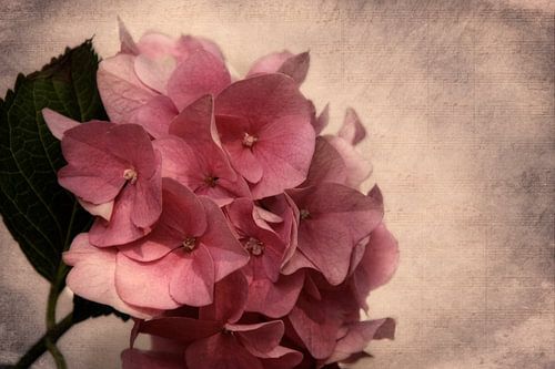 melodie van de zomer