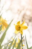 Narcis
