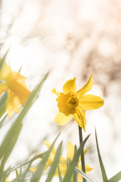 Narcis van Capacidad Fotografie