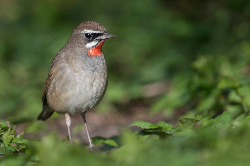 Rubinkehlchen ( Luscinia calliope ) in den Niederlanden van wunderbare Erde