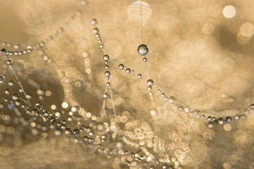Spider light drops par Francois Debets