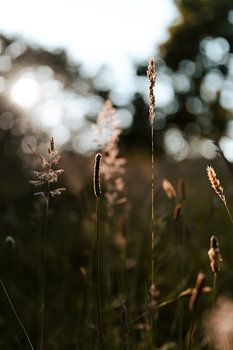 Summergrass at sunset