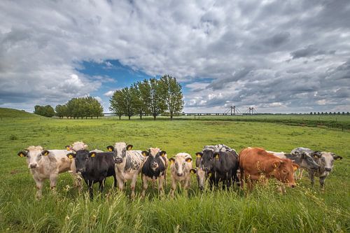 Nieuwsgierige koeien in de polder