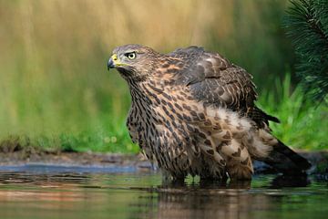 Juveniele havik op de Lemelerberg van Wim van der Meule