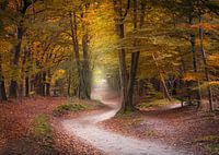 Warme herfstkleuren in de Kaapse Bossen op de Utrechtse Heuvelrug