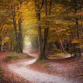 Les couleurs chaudes de l'automne dans les forêts du Cap sur l'Utrechtse Heuvelrug sur Henno Drop