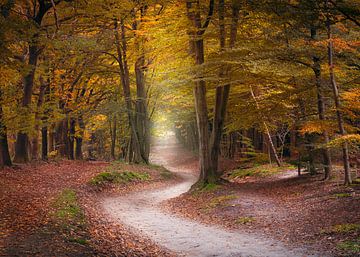 Les couleurs chaudes de l'automne dans les forêts du Cap sur l'Utrechtse Heuvelrug sur Henno Drop