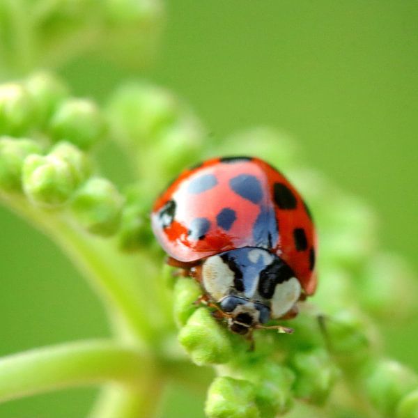 LadyBug. par Erwin van Emmen
