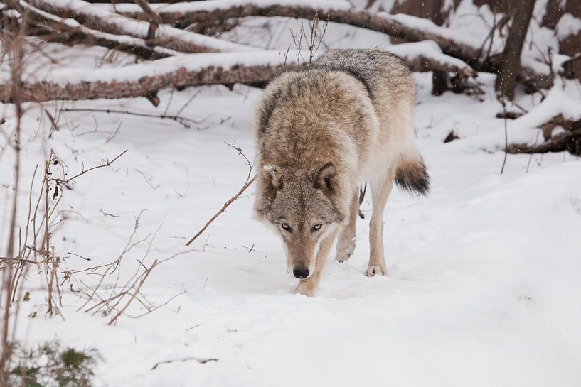 Die Jagd auf gefährliche Tiere schnüffelt an der Beute. Graues Wolfsweibchen im Schnee, schönes, sta von Michael Semenov