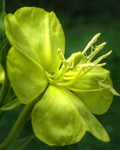 Teunisbloem