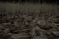 Natuur 1