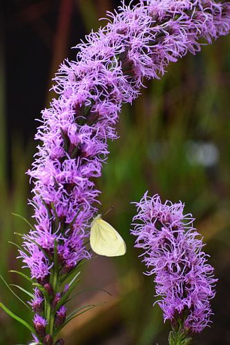 Butterfly on the Liatris