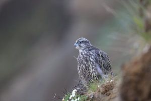 Jonge valk (Falco rusticolus) IJsland van Frank Fichtmüller