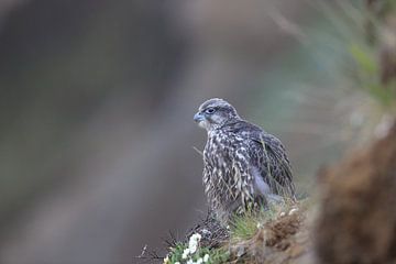 young Gerfalcon (Falco rusticolus) Iceland by Frank Fichtmüller