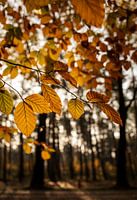 Ein sonniger Herbstmorgen