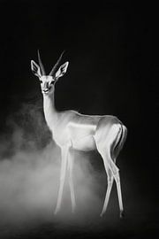 Antilope von Poster Art Shop