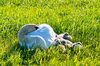 A family of swans rests in a mown field, the two parents tending to their little ones, who snuggle u